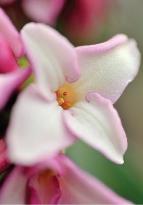 From this simple looking daphne floret comes one of the most recognisable scents of spring. 