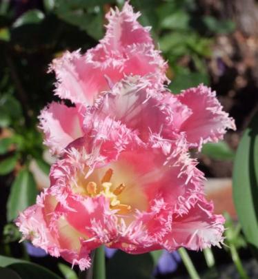 A fringed tulip in May Cuthbertson's garden.