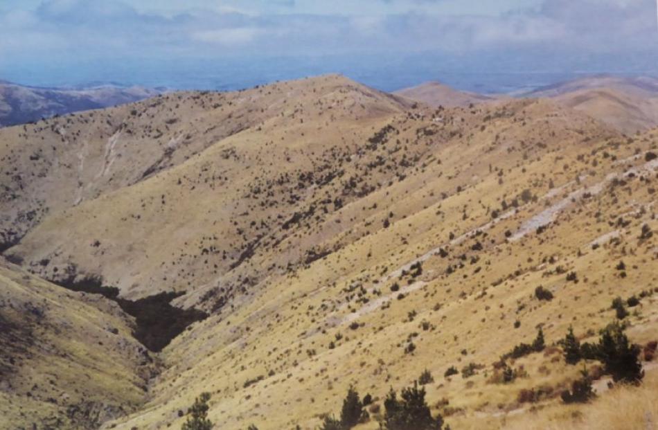 Photograph showing the spread of wilding pines at Mid Dome, near Lumsden  in Northern Southland...