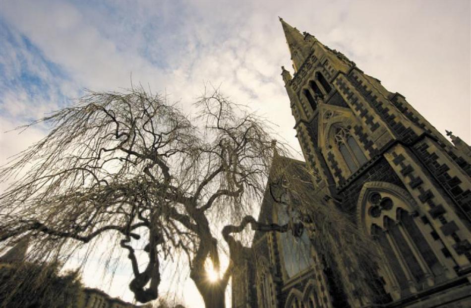 Weeping ash, Knox Church, Dunedin