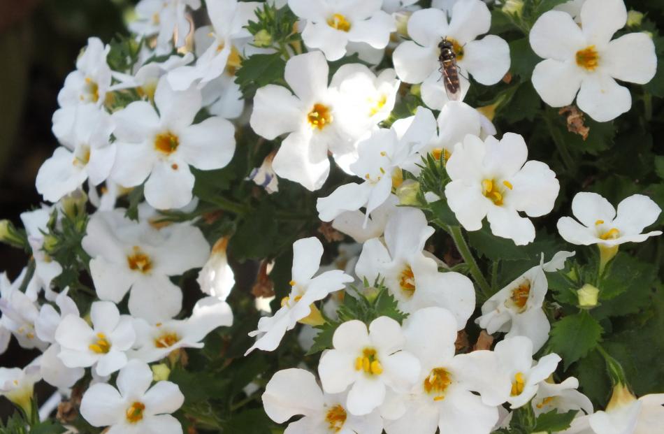 Carolyn likes white highlights, such as this Bacopa. 