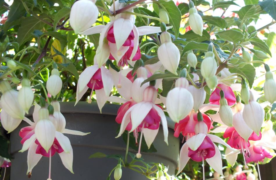 There are now more fuchsias than roses in the garden. 