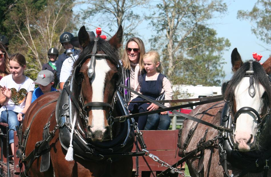 Clydesdales pull the lead wagon in the grand parade.