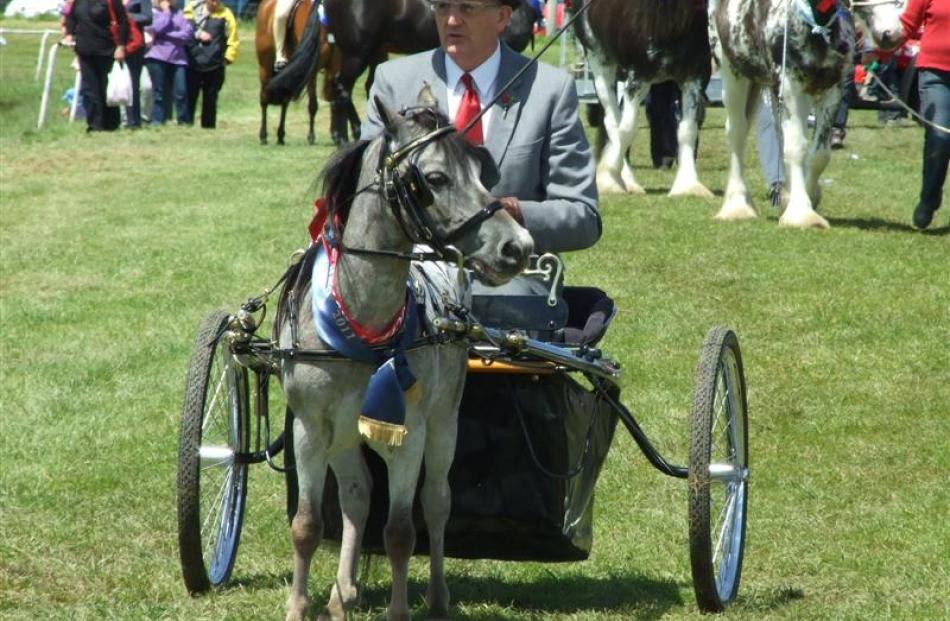 Brian Shanks, of Mosgiel, in the harness section at the show.