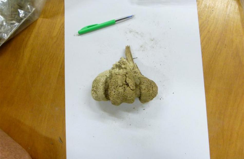Moa bone removed from the Roxburgh Gorge.