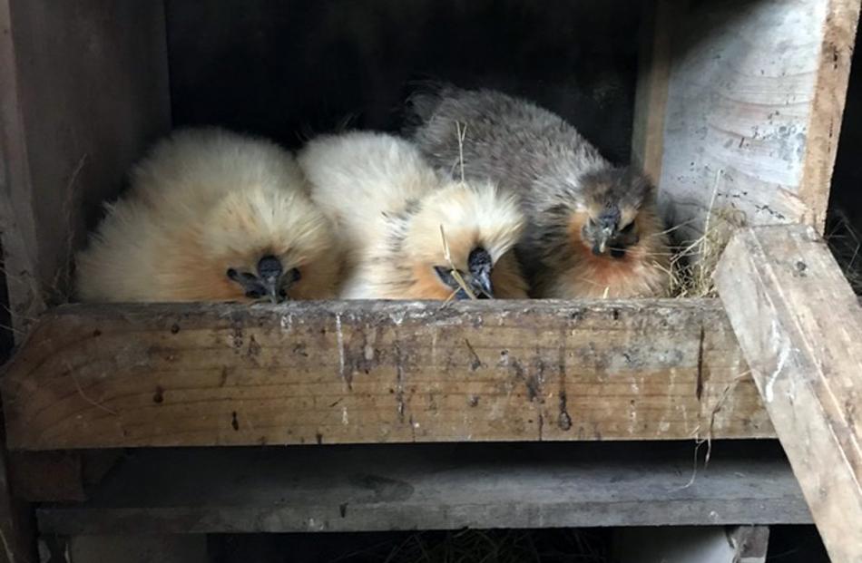 Three backyard hens have gone broody together in time for the lockdown. PHOTO: JOCELYN SPRINGTHORPE