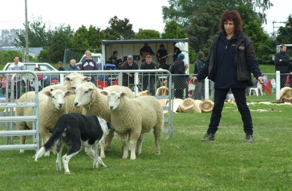 Jan Tairua, of Hillend, instructs her heading dog Ghost in a dog trialling demonstration.
