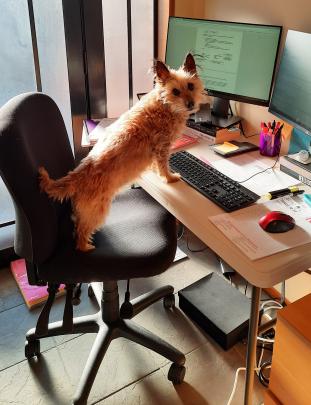 The McNally family dog Meg checks out the working-from-home station.PHOTO: JENNY MCNALLY