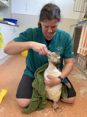 Dr Lisa Argilla feeds an endangered yellow-eyed penguin at the Dunedin Wildlife Hospital. PHOTOS:...
