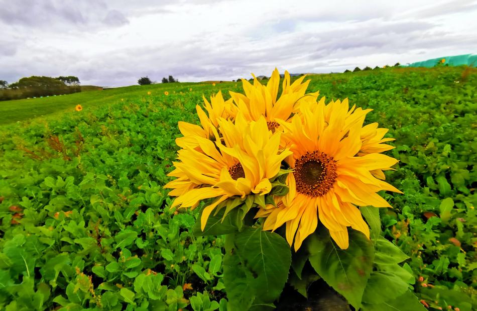 A sunflower among other winter crop plants at Port Molyneux. PHOTO: KATY BUTTON