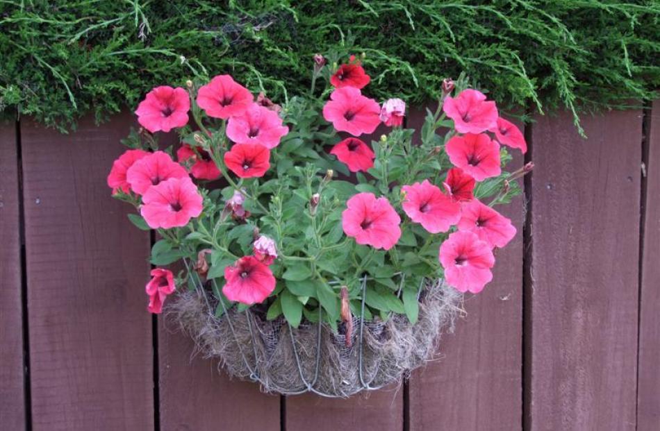 A basket of petunias on a fence.