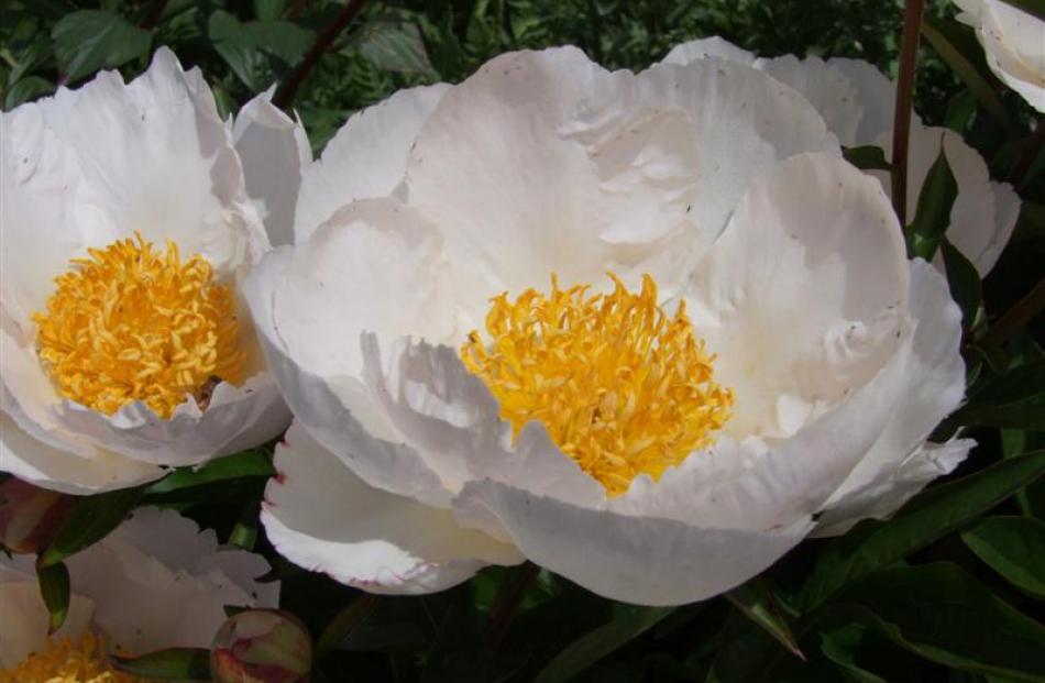A tuberous paeony, Paper White, in the McFarlane garden.