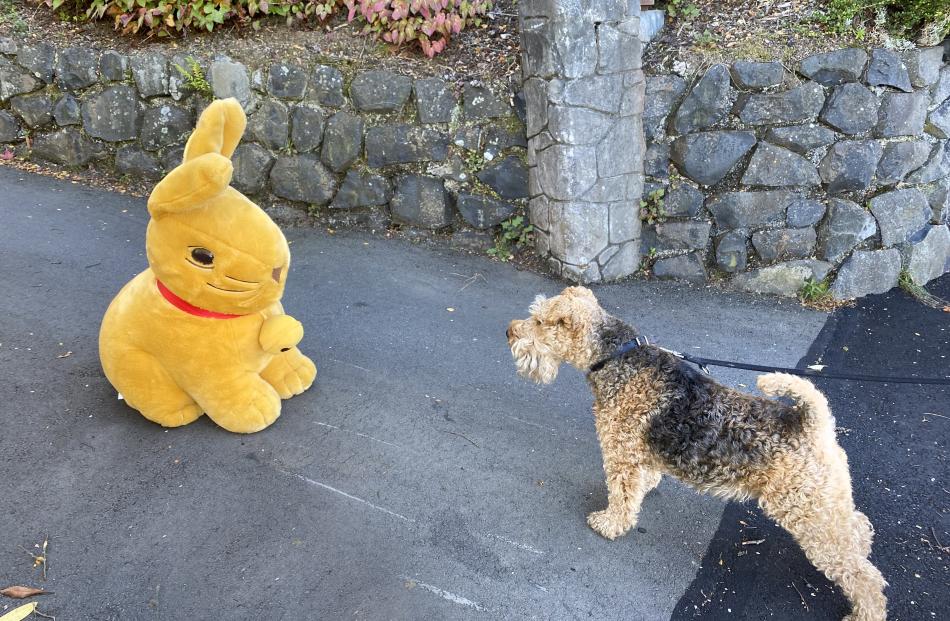 Enzo confronts a bunny while on a daily walk on Good Friday. PHOTO: BRIGIT VEITCH
