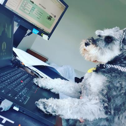 Working from home . . . Miniature schnauzer Austin on keyboards in Dunedin. PHOTO: Nikita Thompson