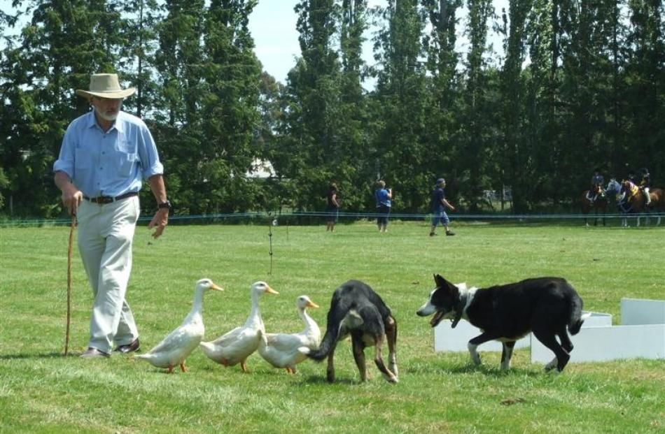 Barry Hobbs, of Lake Mahinerangi, uses his Border collies to herd three white Pekin ducks through...
