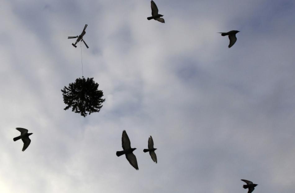 Birds take to the air as a helicopter flies over the Swiss Parliament building transporting the...