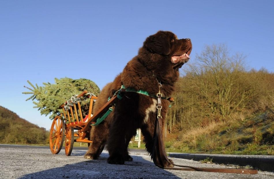 Dylan, a Newfoundland dog, pulls Christmas trees from the forest to a customer's car at Dalby,...