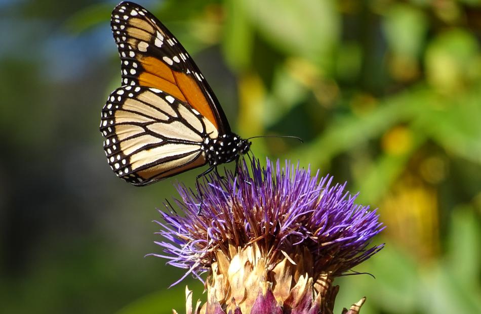 A monarch butterfly in the Dunedin Botanic Garden.PHOTO: ANDREA ASS