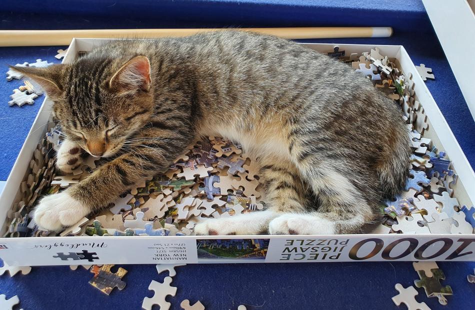 This lucky Stirling kitten has the puzzle sorted. PHOTO: EMMA KELL

