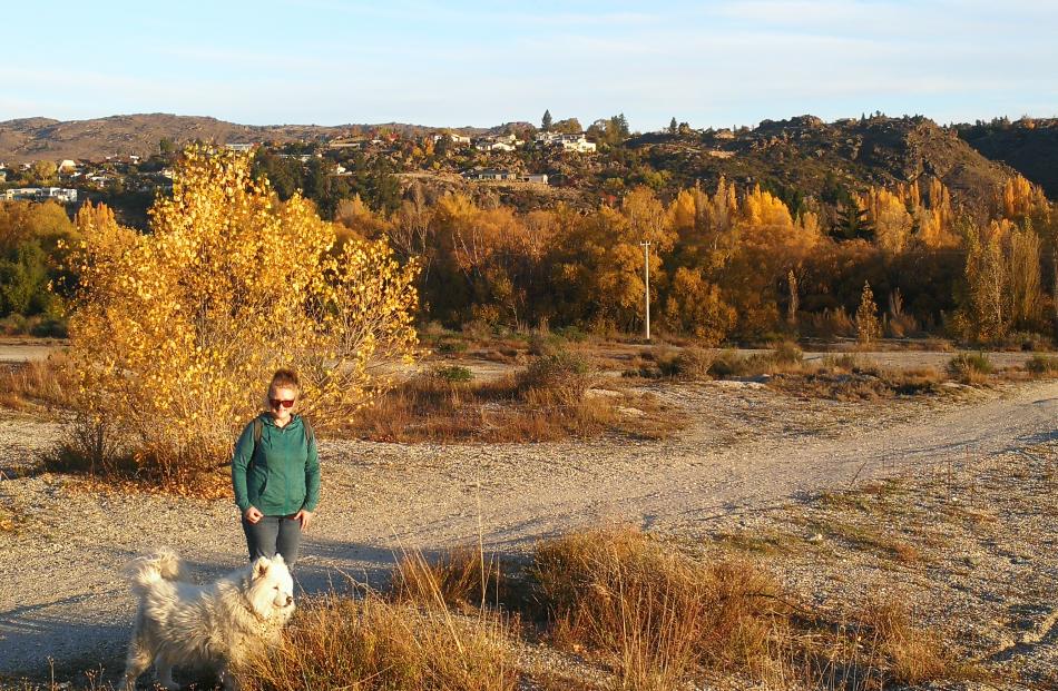 From Alexandra, Ann Wills takes her ‘‘grand-dog’’ Archie Bundle for a walk by the Clutha River,...