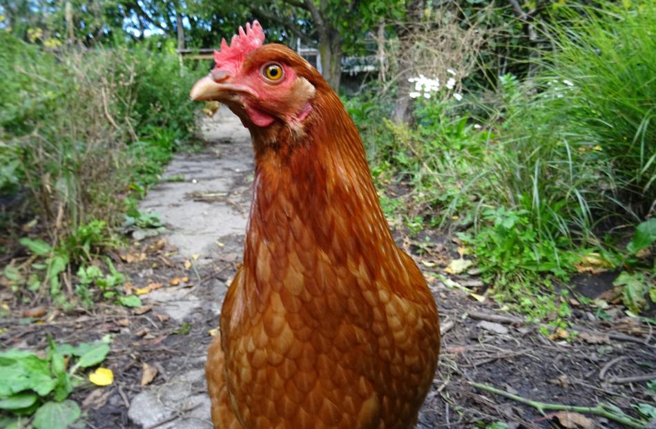 Dagmar the chicken, enjoying lockdown in Opoho. PHOTO: Andrea Ass