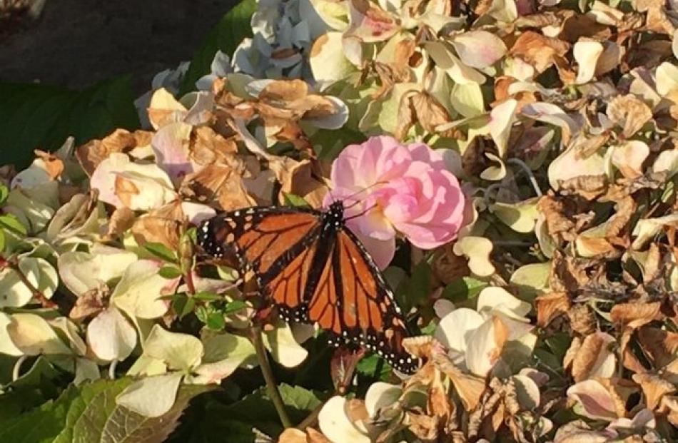 A Monarch butterfly in Musselburgh Rise on Paula Harvey's bubble walk for the day. PHOTO: Paula...