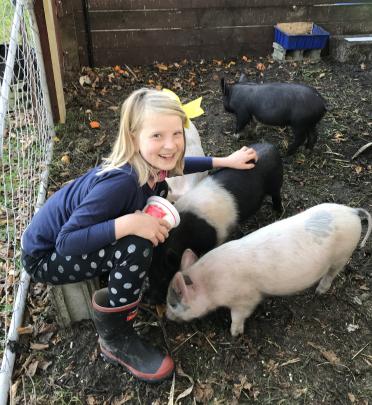 Amelia Claridge (8), of Oamaru, with her new pigs. They all have names and are getting very...
