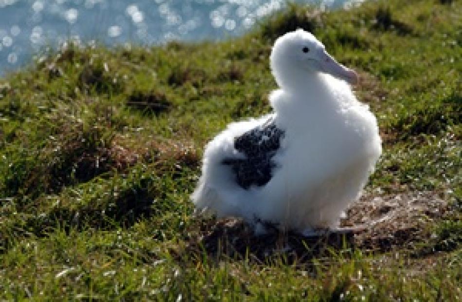 Albatross Centre
