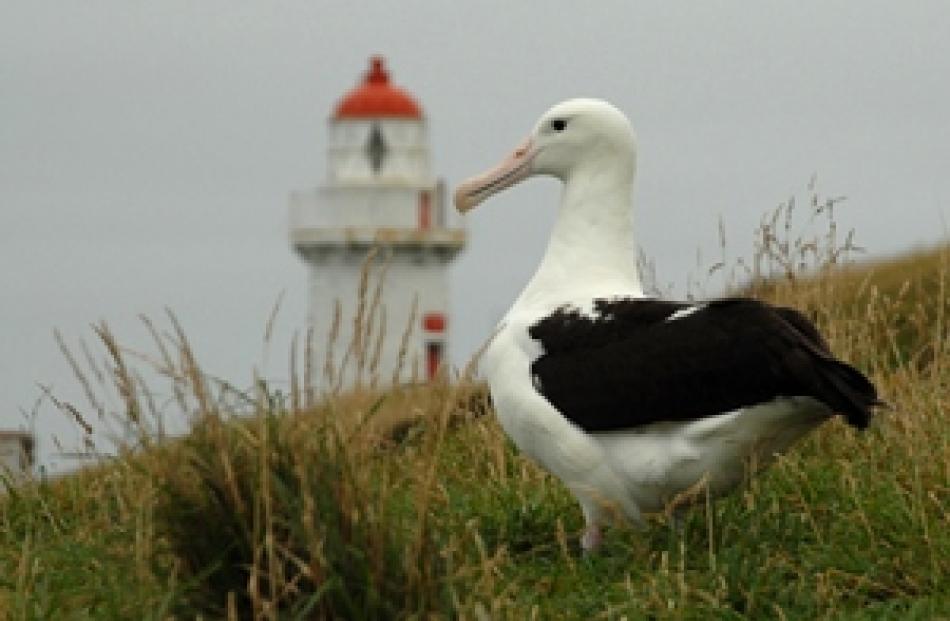 Albatross in front of Lighthouse