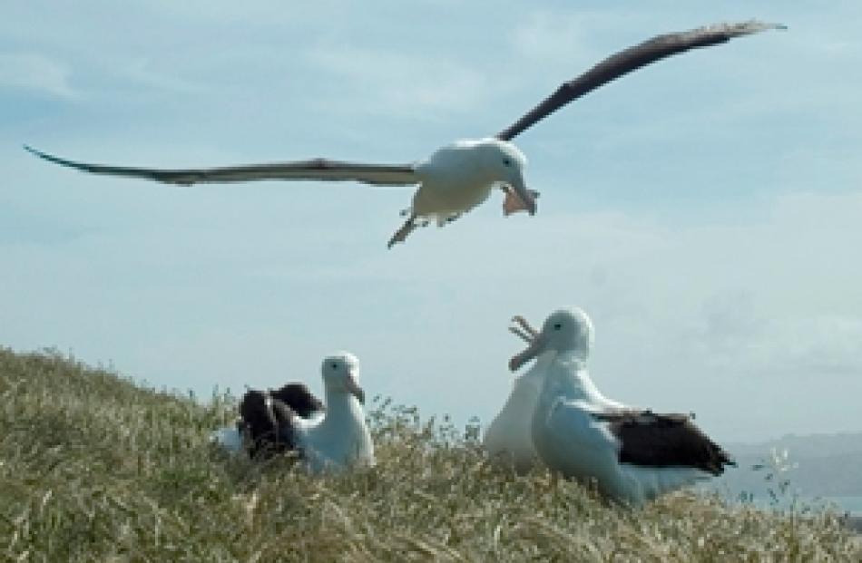 Albatross Landing