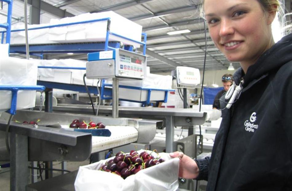 Once the cherries have been graded they are sent along a conveyor belt to where staff such as...