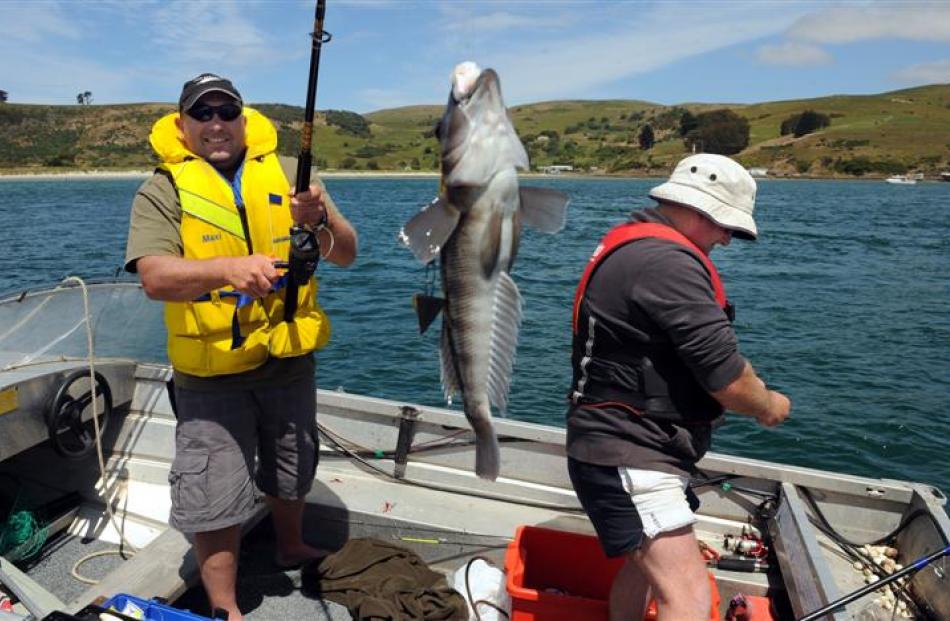 Glenn Vaughan shows off his first blue cod for the day, while his mate Adrian Van Der Vliet...