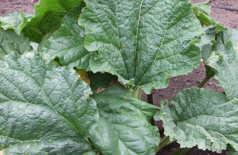 Because they contain oxalic acid, rhubarb leaves make a good insect spray but are poisonous to...