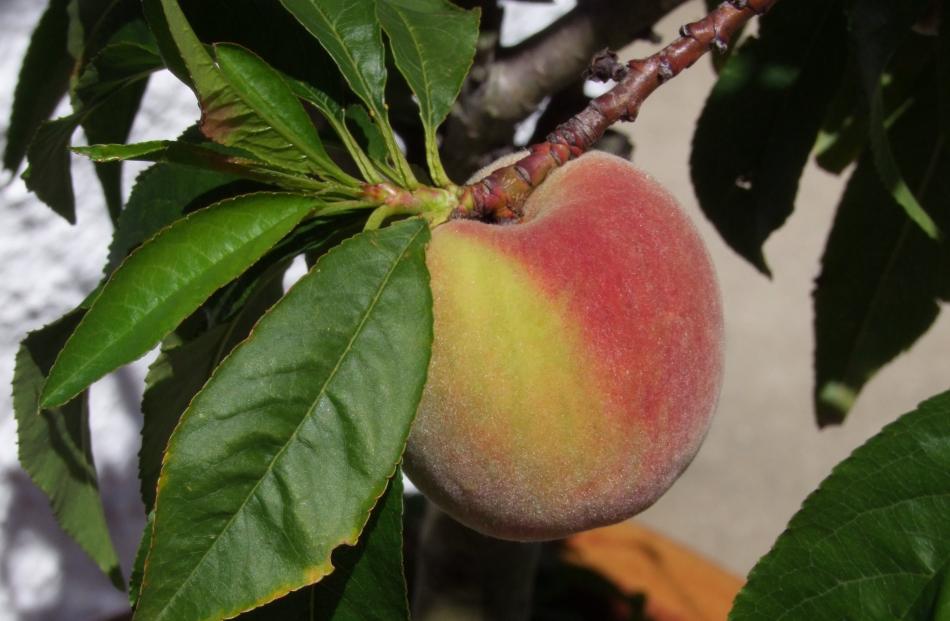 The kernels of peaches and apricots should not be eaten raw.