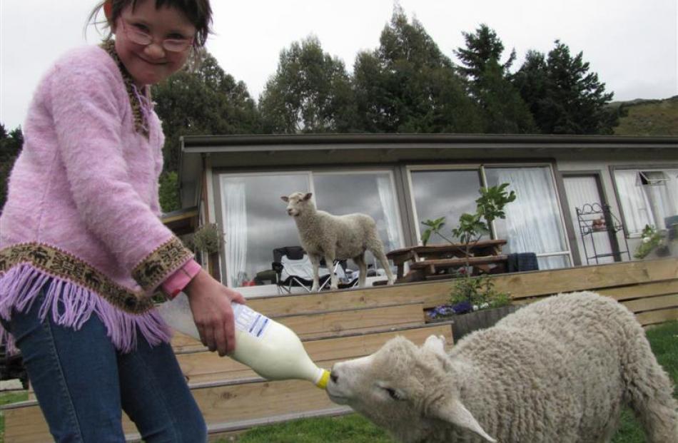 Gina McGrosky (9), of Christchurch, feeds lambs Patrick and Blossom.