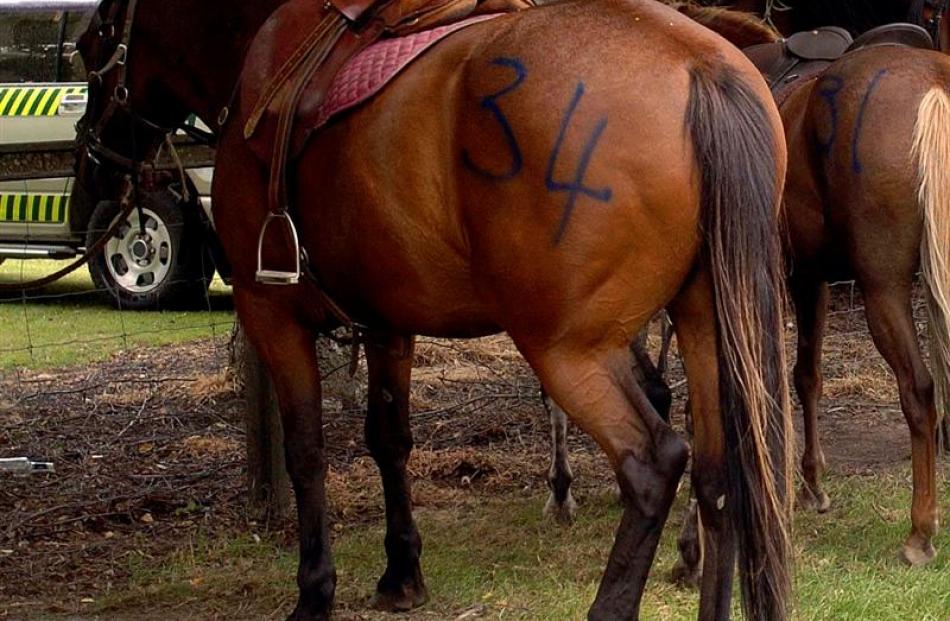 Unique numbering system on the horses at the Glenorchy Races.