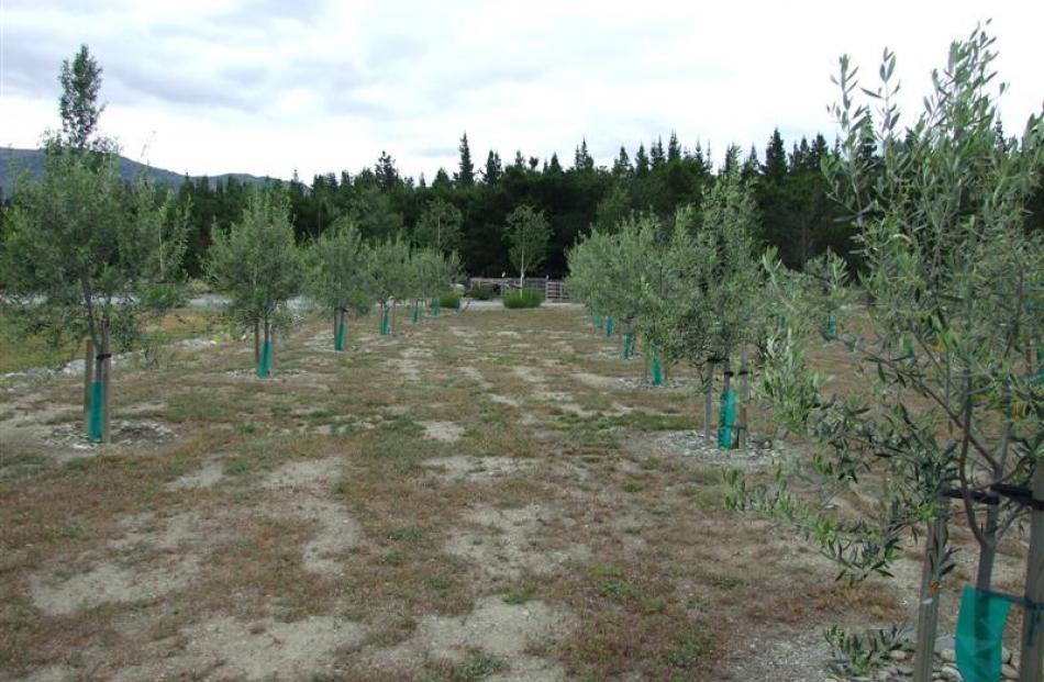 The extensive grounds around the Jubb's house include this  54-tree olive grove.