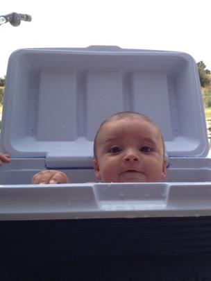 A chilly bin was the perfect place for Tatum Tuhega-Johnson (5 months), of Dunedin, to cool off...