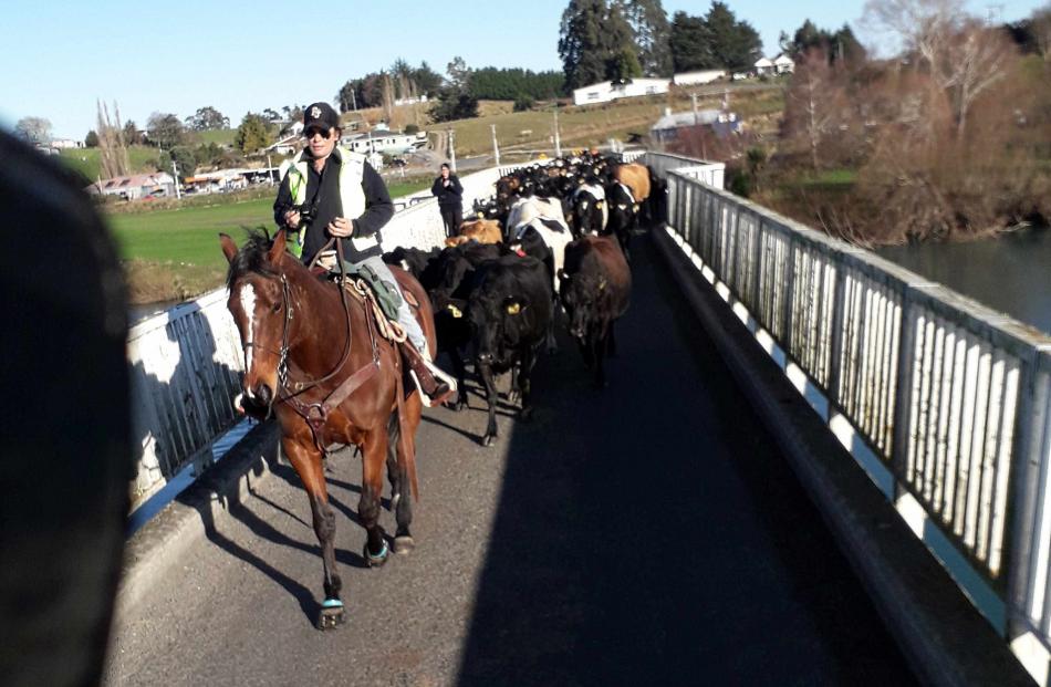 Over you go ...Nastassja Tairua, leads some of the 500 cows across the Clydevale bridge.