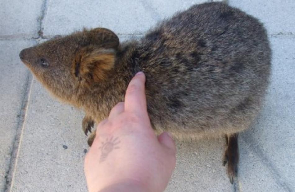 Up close and personal with a quokka.
