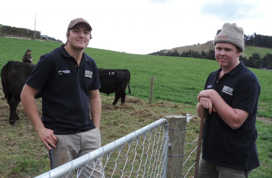 Ben Paton (left) and Josh Scott were on hand to tend the bulls in the stud’s 20th annual sale....