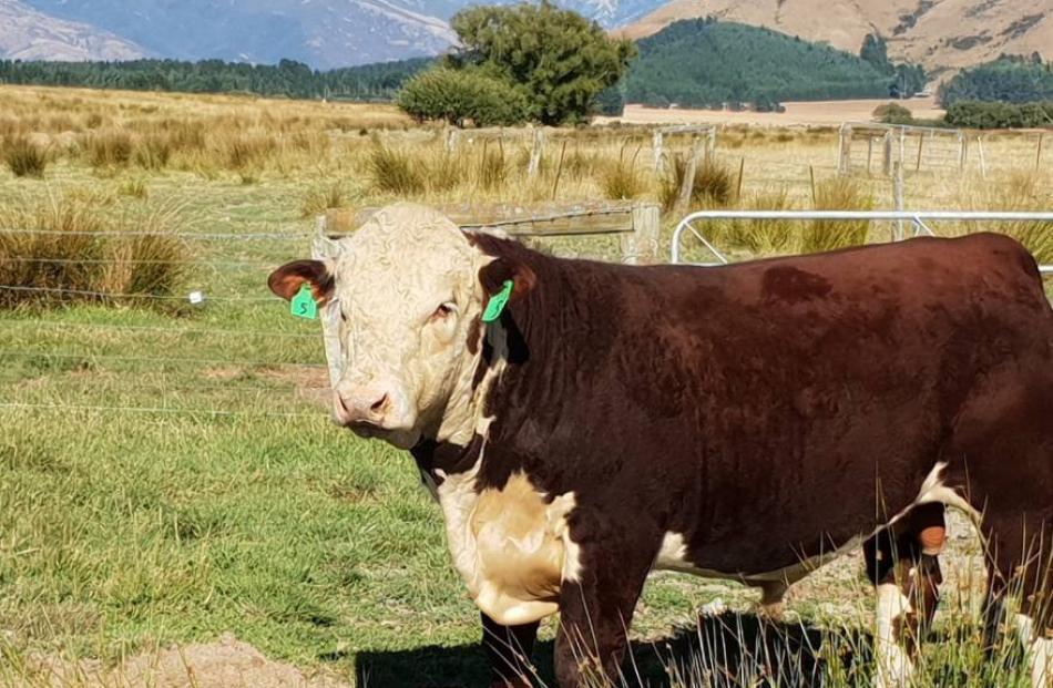 Beechwood stud’s Hereford bull Beechwood Ivanhoe 5 sold for $20,000. PHOTO: SUPPLIED
