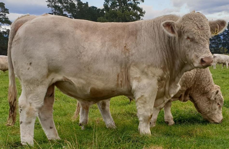 Hemingford Auahi sold for $16,000 at last week’s Hemingford on-farm Bull Sale. PHOTO: SUPPLIED BY...