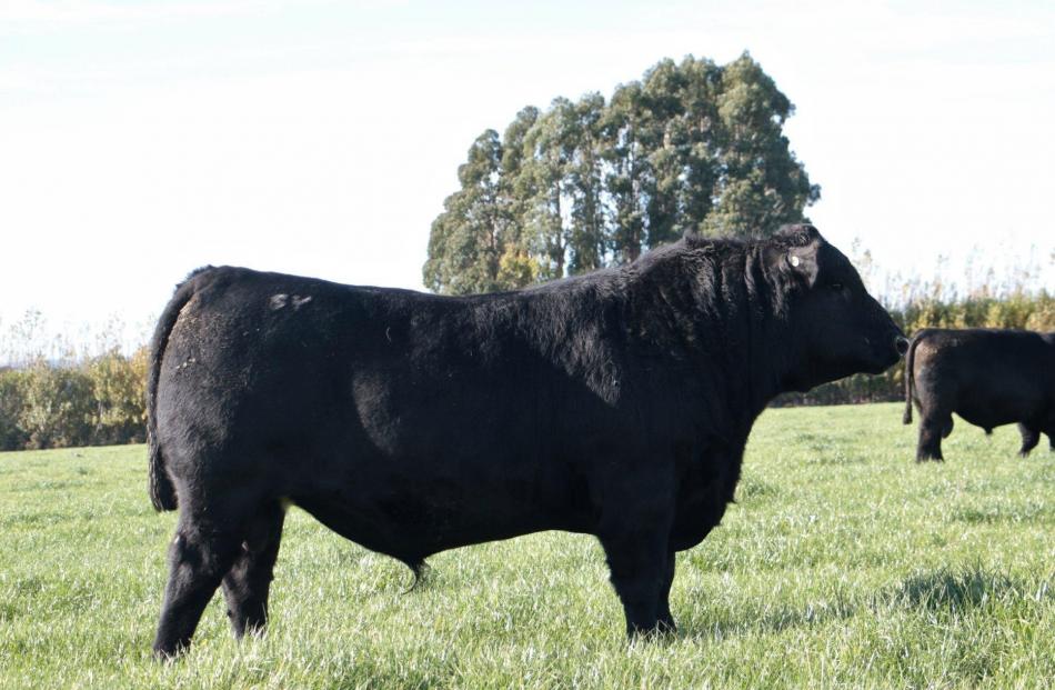 Sudeley 18101 sold for $60,000 at the Sudeley Angus bull sale last week. PHOTO: SUDELEY GENETICS