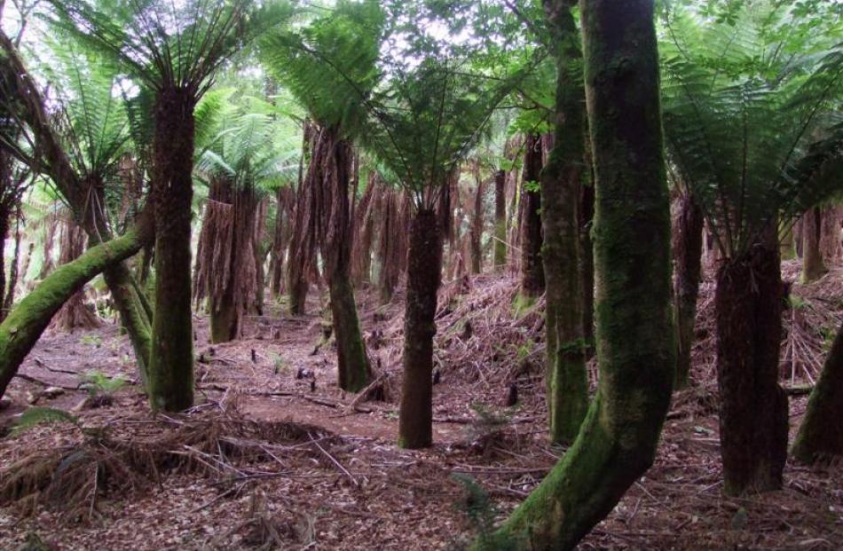 A forest of Australian tree ferns at Kells Bay Gardens.