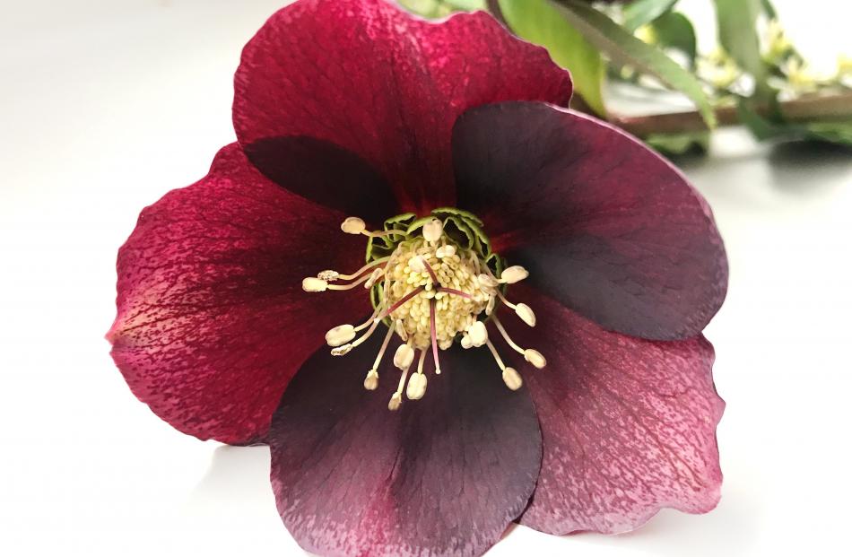 Winter roses (hellebores) are poisonous.