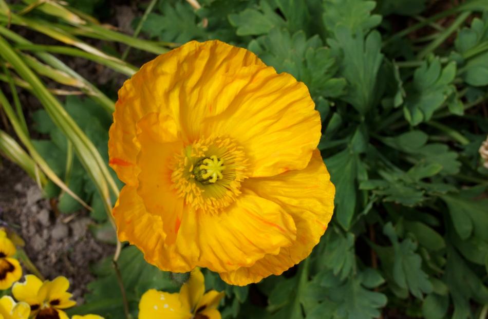 Widely grown, Iceland poppies are more poisonous than opium poppies.
