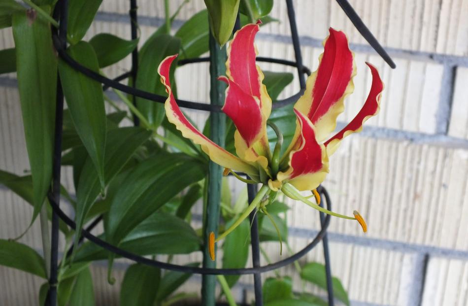 All parts of gloriosa lilies are dangerous, especially the tuberous roots. PHOTOS: GILLIAN VINE