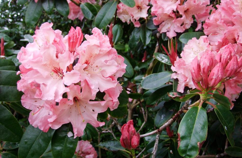 Eating rhododendrons can kill stock.