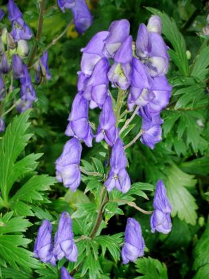 Simply brushing the flowers of monkshood can cause a reaction in susceptible people.